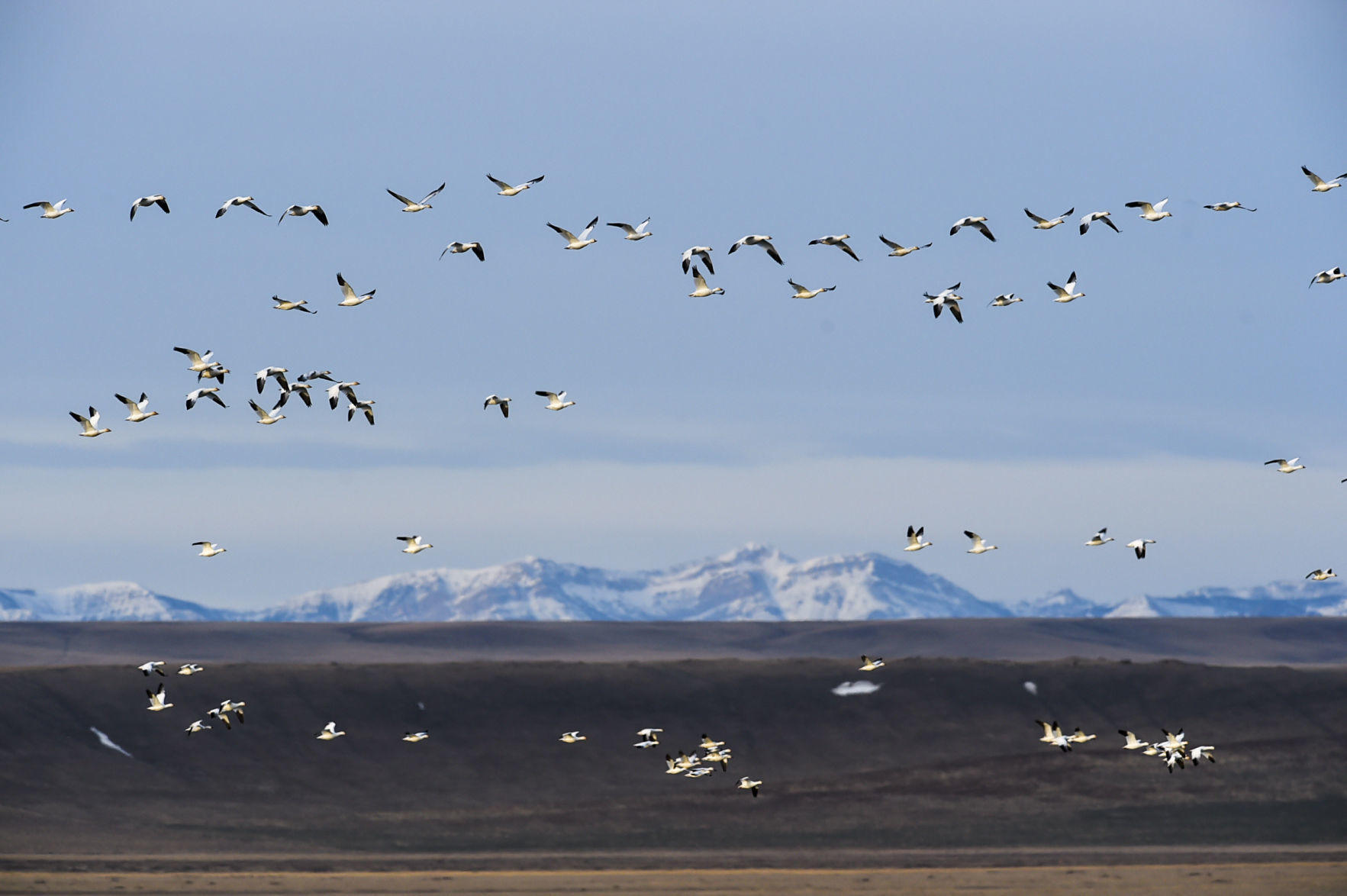Freezout Lake Snow Goose Migration